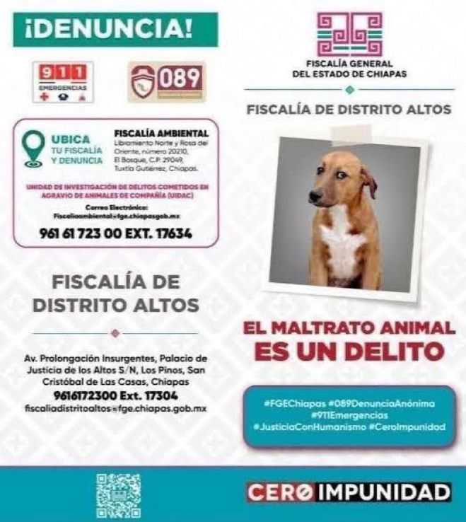 Direcci&oacute;n de Ecolog&iacute;a atiende denuncia ciudadana por presunto maltrato animal