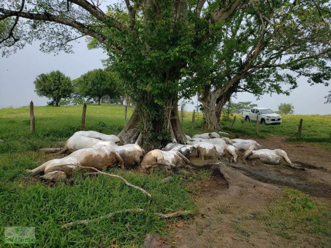 Atiende Gobierno de Chiapas siniestro por muerte de 14 bovinos tras caída de rayo en Pichucalco
