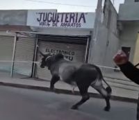Inicia Carnaval de Chamula con suelta tradicional de toros