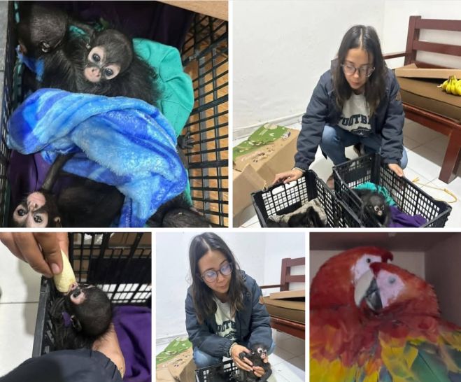 Resguardan monos y guacamayas asegurados por la FGR en San Cristóbal