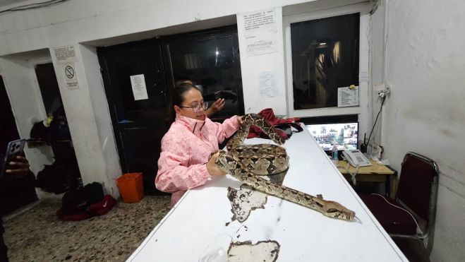 Boa provoca susto en mercado de San Cristóbal; autoridades la resguardan