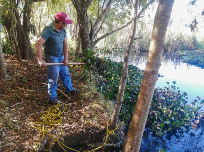 Retiran lirio acuático del manantial La Kisst para proteger humedales