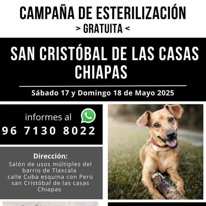 Realizarán la XIV campaña gratuita de esterilización de perros y gatos 