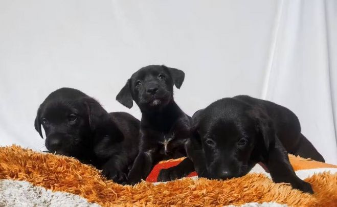 CECAM rescata a cachorros abandonados en colonia de SCLC; tres siguen en adopci&oacute;n