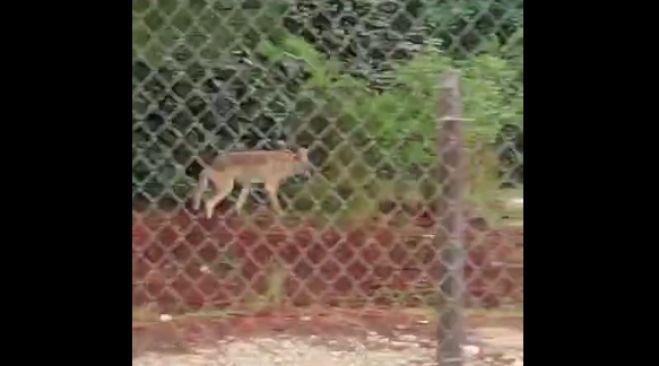 Captan a un coyote por el Arcotete