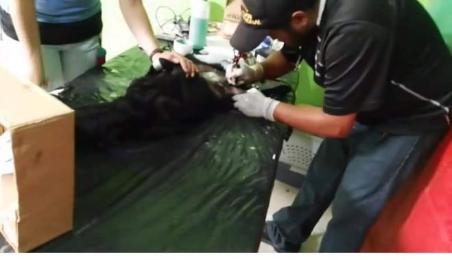 Se realizan 400 cirug&iacute;as en la Cuarta Campa&ntilde;a de Esterilizaci&oacute;n en San Crist&oacute;bal de Las Casas 