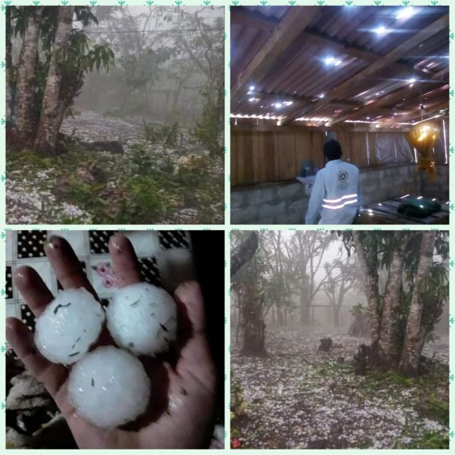 Más de 53 viviendas dañadas por granizada en Altamirano